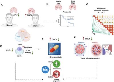 Multi-omics analysis reveals CLIC1 as a therapeutic vulnerability of gliomas